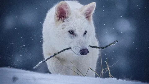 گرگ وحشت