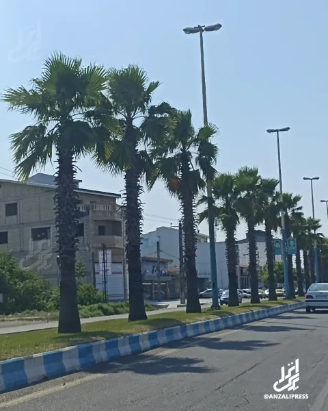 کاشت نخل
