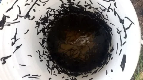 کشف زالوی غیرمجاز