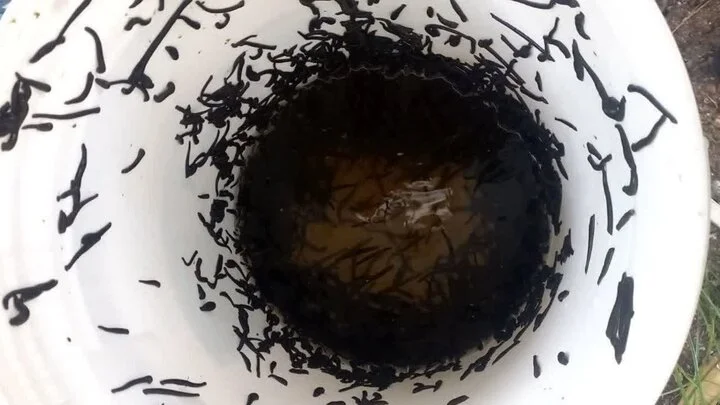 کشف زالوی غیرمجاز